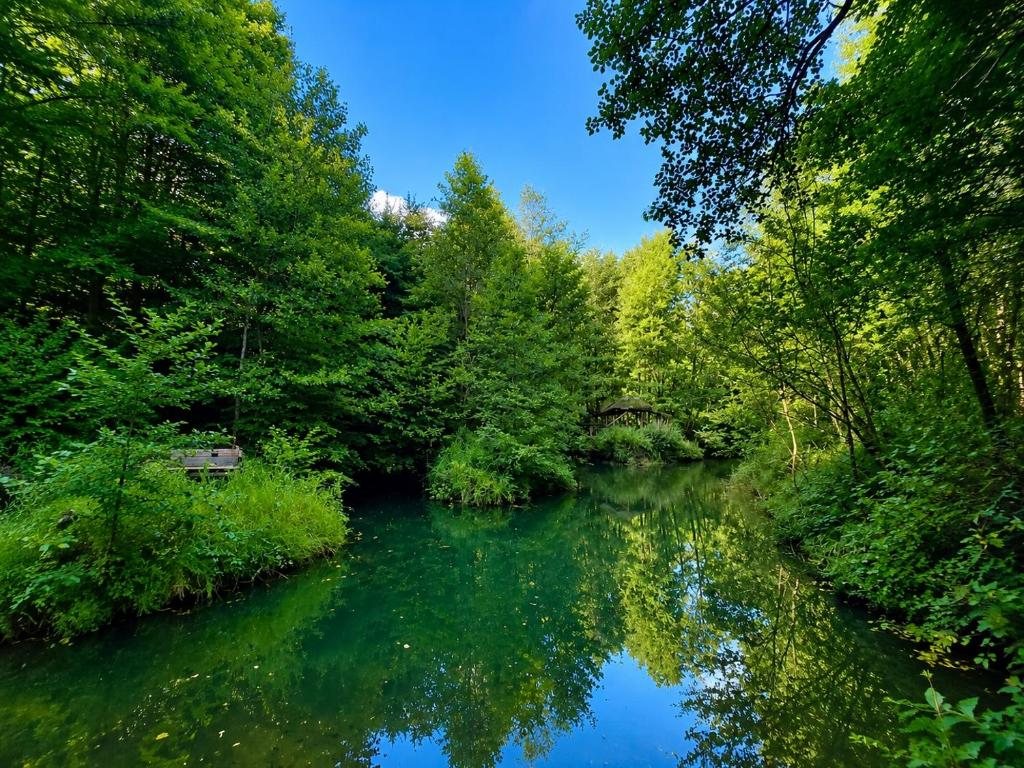 Grounds & Nature — The forest pond